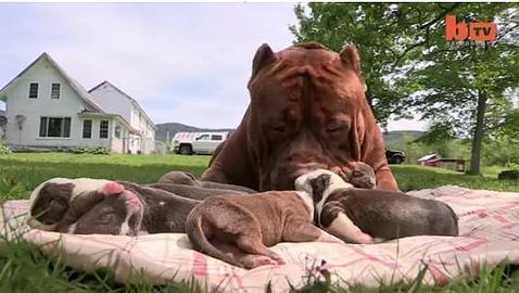 Vídeo: El increíble Pit bull «Hulk» ha sido padre