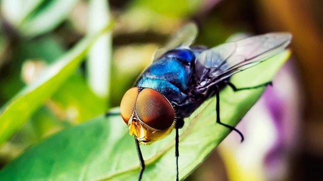 Moscas transgénicas, posible remedio para las pérdidas en los olivares