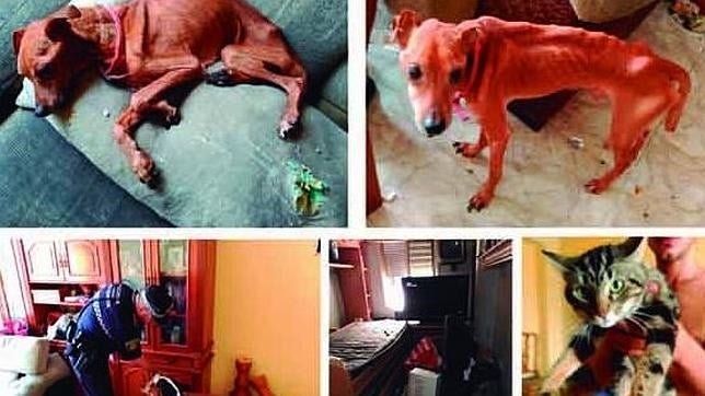 La Policía rescata de una vivienda a tres perros y un gato «sin comida ni agua»