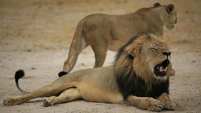 Los famosos toman las redes para protestar por la muerte de Cecil