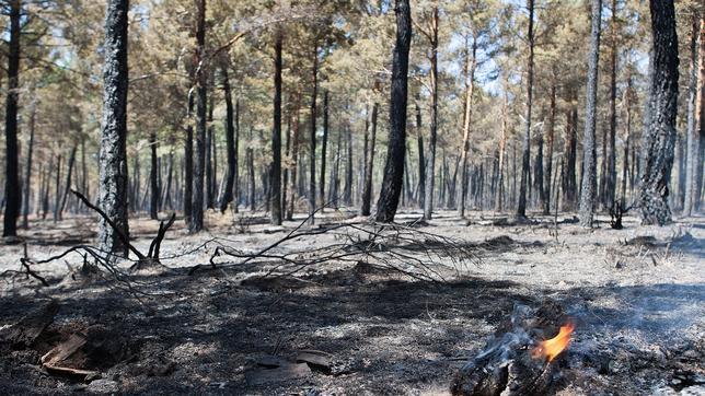 El incendio de Latedo (Zamora) ha sido extinguido tras once días activo