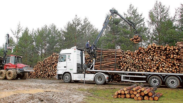 Un camión transporta troncos de madera de los montes sorianos