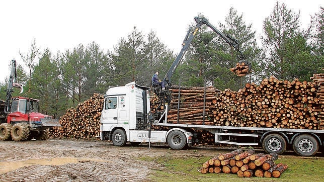 En defensa de la madera soriana