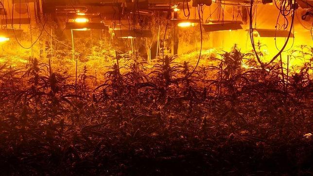 La Policía desmantela dos plantaciones de marihuana en la Marina Baja