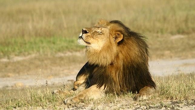 Zimbabue pone límites a la caza mayor tras la muerte del león Cecil