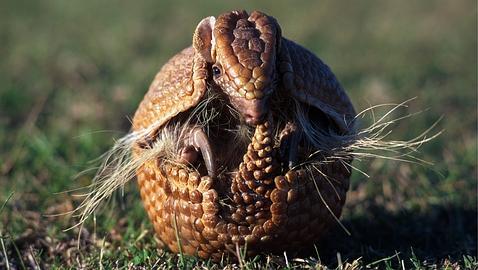 Dispara a un armadillo y una de las balas rebota hiriéndole en el rostro