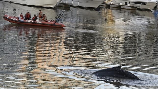La ballena encontrada en un puerto de Buenos Aires este lunes