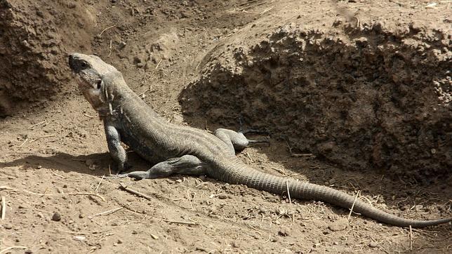 Lagarto gigante de La Gomera: a 88 huevos de dejar de estar en peligro