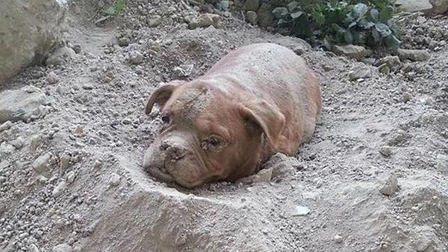 Una dogo de Burdeos fue descubierta por un vecino