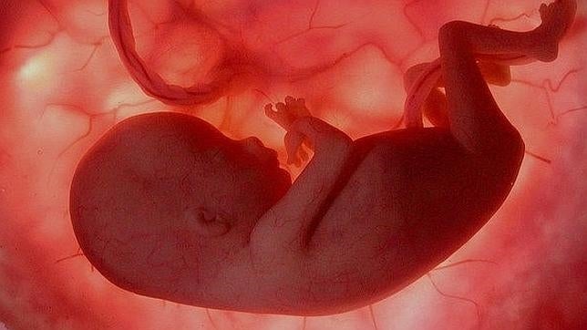 Entre treinta y cien dólares por un órgano fetal en buen estado