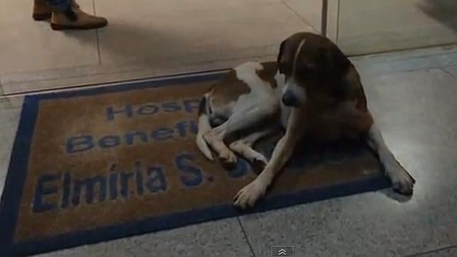 La triste espera de un perro en el hospital donde murió su dueña