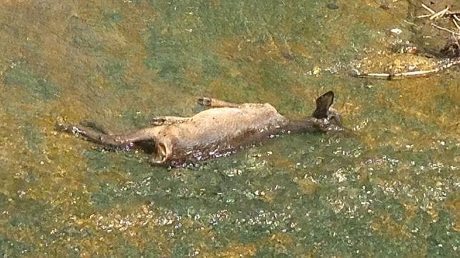 Uno de los corzos aparecidos ahogados en el canal que abastece a Mirabueno