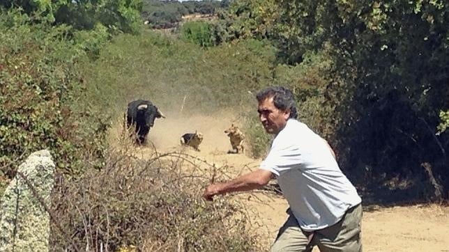 Un toro se escapa en Portugal y aterroriza a los vecinos de un pueblo salmantino