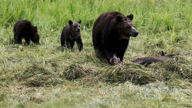 Un excursionista muere en Yellowstone tras el ataque de un oso grizzly