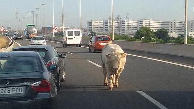 Una vaca se escapa de un camión y se pasea por la autovía V-30 en plena hora punta