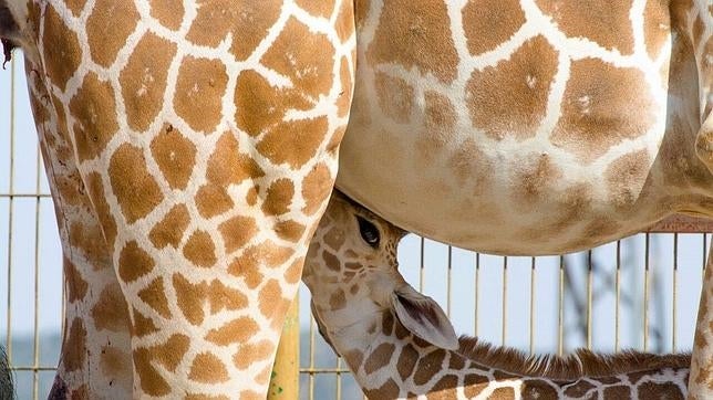 Tras 15 años nace la primera cría de jirafa en el Safari Madrid