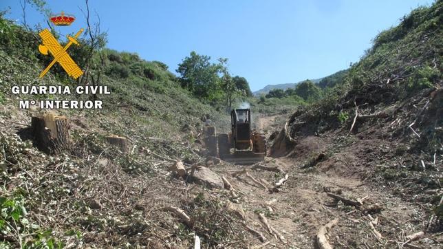 Dos imputados en Ávila por talar 14.500 metros de árboles en el arroyo El Horcajo