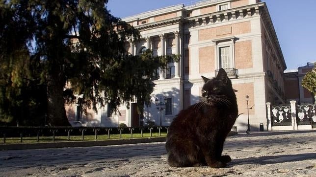 Un gato negro delante del Museo del Prado