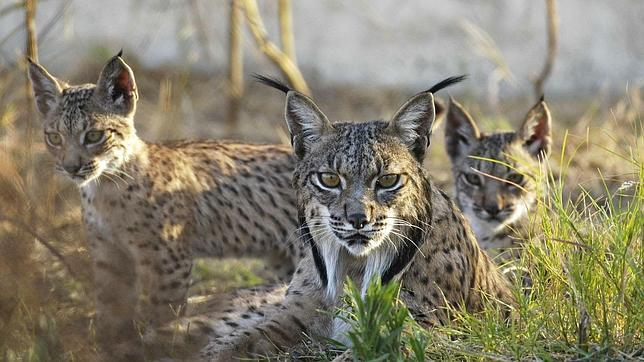 El lince recupera su presencia tras 15 años y más de 70 millones invertidos