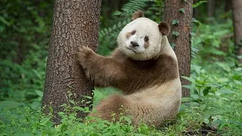 Qi Lai, el «extremadamente» raro oso panda marrón