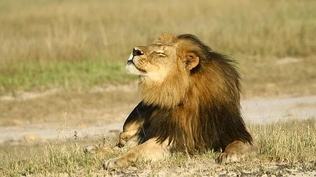 El león Cecil en el Parque Nacional de Hwange
