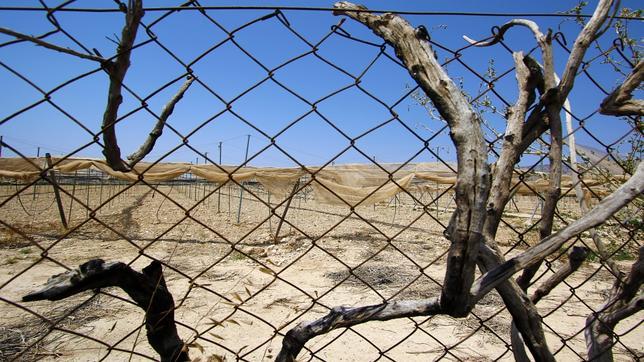 La extrema aridez de las tierras ha obligado a abandonar algunos cultivos de la Vega Baja