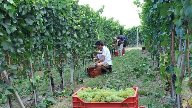 Agricultores italianos recogen uva