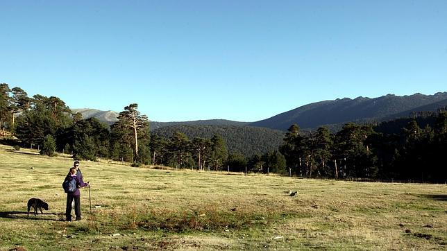 ¿Linces en Guadarrama?