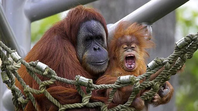 Orangután de Sumatra: el primate más inteligente podría extinguirse en una década