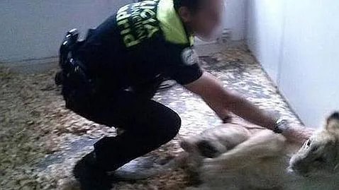 Policía Municipal de Madrid: 23 años rescatando animales
