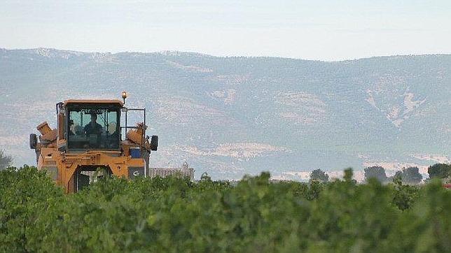 Ser española, joven y cualificada en la vendimia francesa