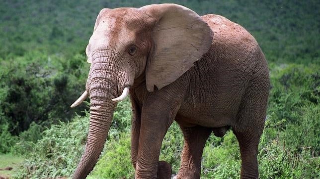 Sus ataques pueden ser devastadores e imprevisibles