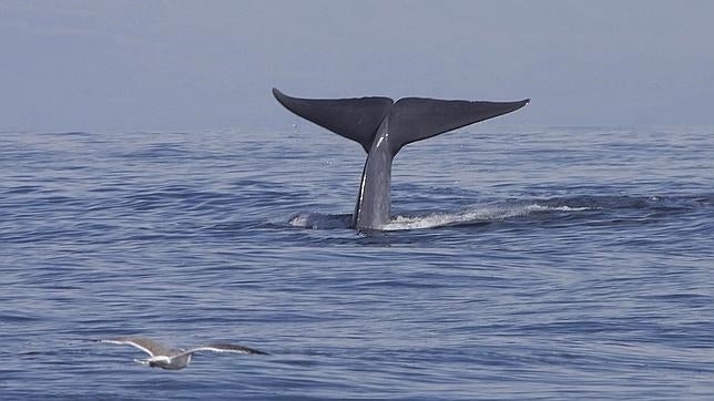 Encuentran un corazón de 180 kilogramos de peso