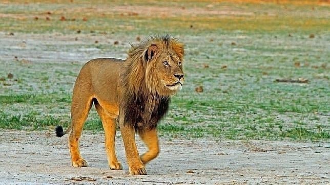 Un león mata a un guía en el mismo parque donde murió Cecil