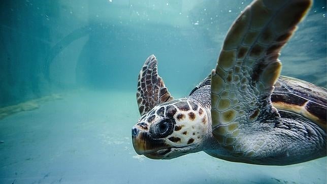 El cambio climático amenaza con extinguir a las especies marinas tropicales