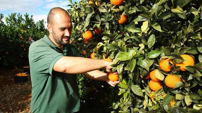 Mercadona incrementa la compra de naranja española hasta las 130.000 toneladas