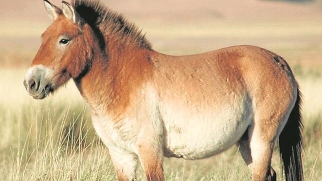 El caballo mongol de Przewalski es muy similar al extinguido cedro