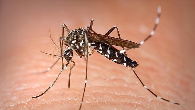 La Comunidad Valenciana declara la guerra al chikungunya y al mosquito tigre