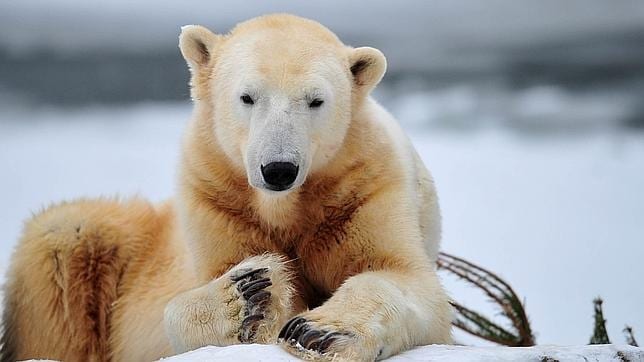 Imagen del oso polar «Knut», el primer bebe de oso polar nacido en cautividad que sobrevivió en toda la historia del Zoo de Berlin