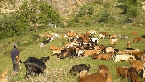 Un rebaño de la Escuela de Pastores de Andalucía (IFAPA)