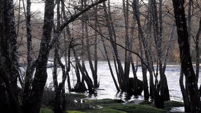 El Bosque da Fervenza es un centenario paraje que el río Miño anega periódicamente