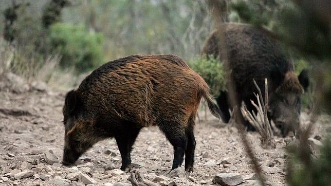 Los jabalíes pueden contagiar hepatitis, salmonelosis y virus letales