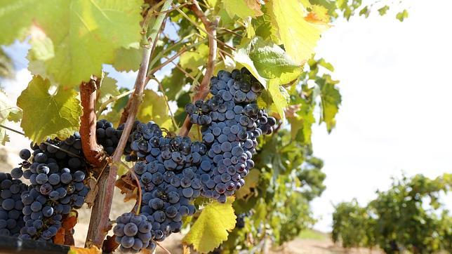 Mercadona incrementa más de un 60 por ciento la compra de uva de Cádiz y Sevilla