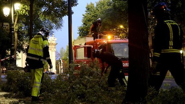 «Sobra un tercio de los árboles plantados en el centro de Madrid»