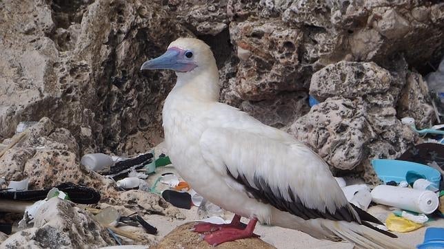 Hallan plásticos en el estómago del 80% de las aves marinas