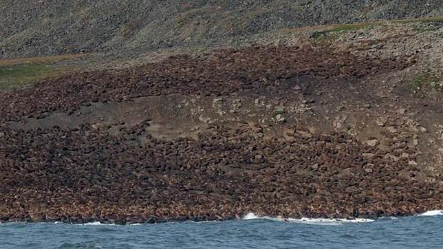 Más víctimas del cambio climático: 5.000 morsas atrapadas en tierra por la falta de hielo