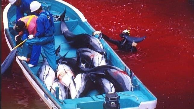 Japón podrá arponear este año a 1.900 delfines en la cacería de Taiji