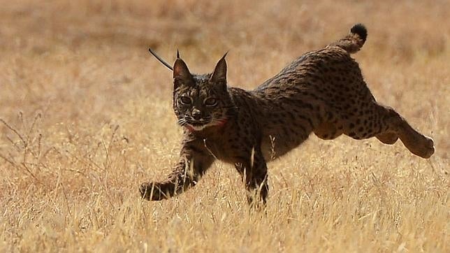 Aprobada por el Senado la Ley de Patrimonio Natural y Biodiversidad