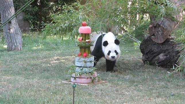 La cría de oso panda, Xing Bao, celebra su segundo cumpleaños en el Zoo de Madrid