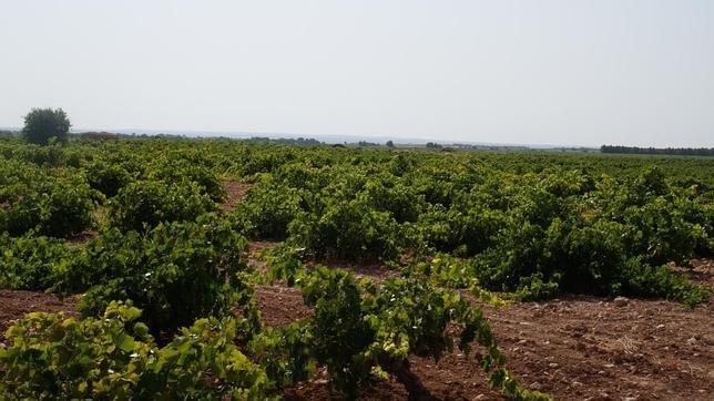 Alcardet Sommelier Crianza, medalla de oro en Vinduero 2015